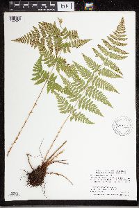 Dryopteris carthusiana image