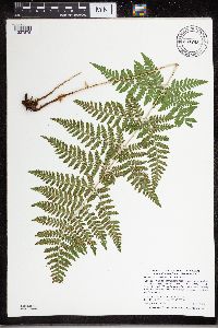 Dryopteris carthusiana image