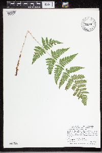 Dryopteris carthusiana image