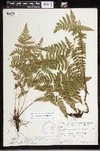 Dryopteris carthusiana image