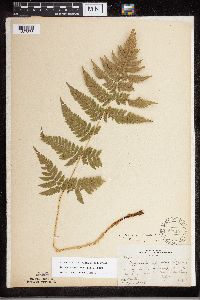 Dryopteris carthusiana image