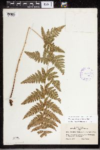 Dryopteris carthusiana image