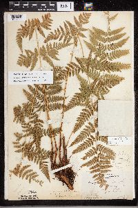 Dryopteris carthusiana image