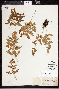 Dryopteris carthusiana image