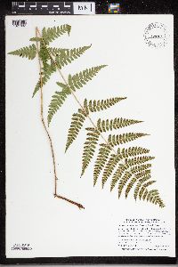 Dryopteris carthusiana x cristata image