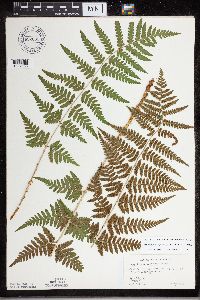 Dryopteris carthusiana x cristata image