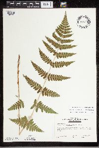 Dryopteris carthusiana x cristata image