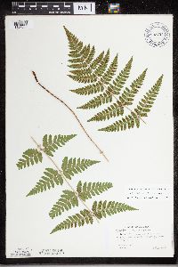 Dryopteris carthusiana x cristata image