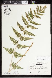 Dryopteris carthusiana x cristata image