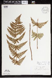 Dryopteris carthusiana x cristata image