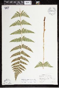 Dryopteris carthusiana x cristata image