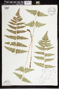 Dryopteris carthusiana x cristata image