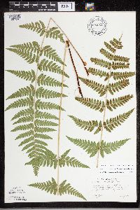 Dryopteris carthusiana x cristata image