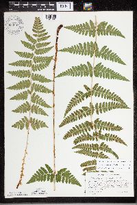 Dryopteris carthusiana x cristata image