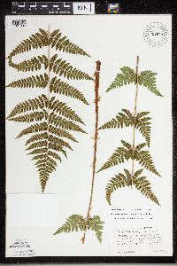 Dryopteris carthusiana x cristata image