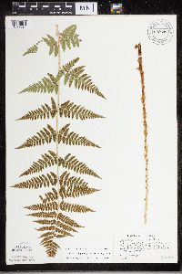 Dryopteris carthusiana x cristata image