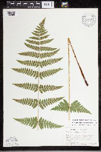 Dryopteris carthusiana x cristata image