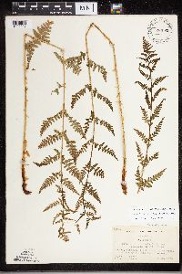 Dryopteris carthusiana x cristata image
