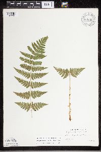 Dryopteris carthusiana x cristata image