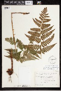 Dryopteris carthusiana x cristata image