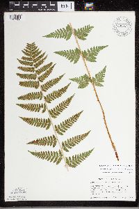 Dryopteris carthusiana x cristata image