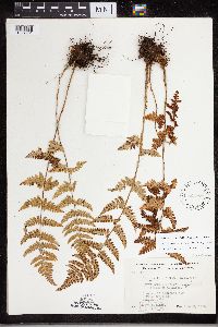 Dryopteris carthusiana x cristata image