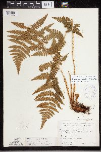 Dryopteris carthusiana x cristata image