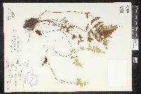 Cystopteris tenuis image
