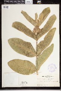 Thumbnail image of current specimen