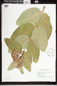 Thumbnail image of current specimen