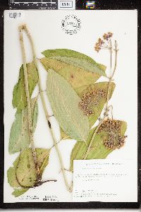 Thumbnail image of current specimen