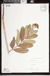 thumbnail image of current specimen