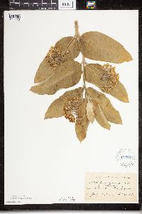 Thumbnail image of current specimen