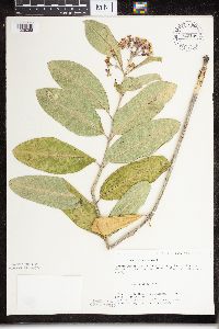 Thumbnail image of current specimen