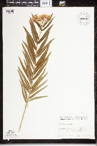 Asclepias tuberosa subsp. interior image