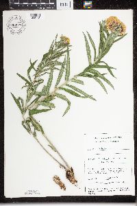 Asclepias tuberosa subsp. interior image