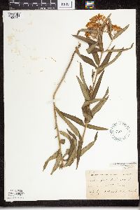 Asclepias tuberosa subsp. interior image