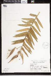 Asclepias tuberosa subsp. interior image