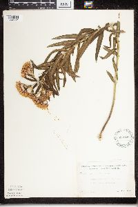 Asclepias tuberosa subsp. interior image