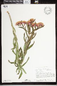 Asclepias tuberosa subsp. interior image