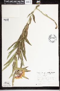 Asclepias tuberosa subsp. interior image