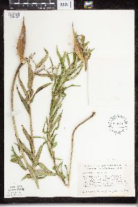 Asclepias tuberosa subsp. interior image