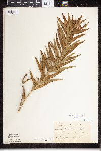 Asclepias tuberosa subsp. interior image