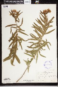 Asclepias tuberosa subsp. interior image