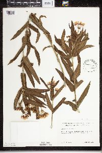 Asclepias tuberosa subsp. interior image