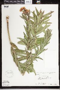 Asclepias tuberosa subsp. interior image