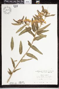 Asclepias tuberosa subsp. interior image