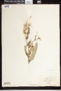 Asclepias tuberosa subsp. interior image