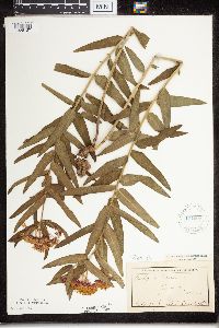 Asclepias tuberosa subsp. interior image