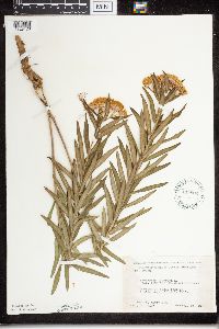 Asclepias tuberosa subsp. interior image